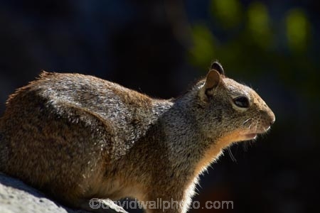 America;American;CA;California;California-ground-squirrel;California-ground-squirrels;California-squirrel;California-squirrels;ground-squirrel;ground-squirrels;John-Muir-Trail;mammal;mammals;national-park;national-parks;Otospermophilus-beecheyi;rodent;rodents;Sierra-Nevada;Sierra-Nevada-foothills;squirrel;squirrels;States;The-Mist-Trail;U.S.A;UN-world-heritage-area;UN-world-heritage-site;UNESCO-World-Heritage-area;UNESCO-World-Heritage-Site;united-nations-world-heritage-area;united-nations-world-heritage-site;United-States;United-States-of-America;USA;West-Coast;West-United-States;West-US;West-USA;Western-United-States;Western-US;Western-USA;wildlife;world-heritage;world-heritage-area;world-heritage-areas;World-Heritage-Park;World-Heritage-site;World-Heritage-Sites;Yosemite;Yosemite-N.P.;Yosemite-Nat-Pk;Yosemite-National-Park;Yosemite-NP