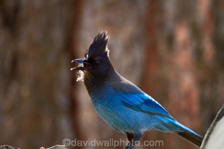 America;American;Animal;animals;avian;bird;bird-spotting;bird-watching;bird_watching;birds;CA;California;Cyanocitta-stelleri;eco-tourism;eco_tourism;ecotourism;Fauna;John-Muir-Trail;long_crested-jay;mountain-jay;national-park;national-parks;Natural;Nature;Ornithology;pine-jay;Sierra-Nevada;Sierra-Nevada-foothills;States;Stellers-jay;Stellers-jay;The-Mist-Trail;U.S.A;UN-world-heritage-area;UN-world-heritage-site;UNESCO-World-Heritage-area;UNESCO-World-Heritage-Site;united-nations-world-heritage-area;united-nations-world-heritage-site;United-States;United-States-of-America;USA;West-Coast;West-United-States;West-US;West-USA;West-Walker-River;Western-United-States;Western-US;Western-USA;wild;wildlife;world-heritage;world-heritage-area;world-heritage-areas;World-Heritage-Park;World-Heritage-site;World-Heritage-Sites;Yosemite;Yosemite-N.P.;Yosemite-Nat-Pk;Yosemite-National-Park;Yosemite-NP