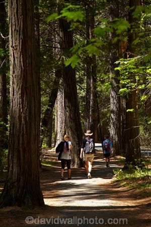 America;American;CA;California;Camp-Curry;families;family;forest;forested;forests;hiker;hikers;hiking-path;hiking-paths;hiking-trail;hiking-trails;national-park;national-parks;path;paths;pathway;pathways;people;person;route;routes;Sierra-Nevada;Sierra-Nevada-foothills;States;tourism;tourist;tourists;track;tracks;trail;trails;tramping-trail;tramping-trails;tree;trees;U.S.A;UN-world-heritage-area;UN-world-heritage-site;UNESCO-World-Heritage-area;UNESCO-World-Heritage-Site;united-nations-world-heritage-area;united-nations-world-heritage-site;United-States;United-States-of-America;Upper-Pines-Campground;USA;visitor;visitors;walker;walkers;walking-path;walking-paths;walking-trail;walking-trails;walkway;walkways;West-Coast;West-United-States;West-US;West-USA;Western-United-States;Western-US;Western-USA;world-heritage;world-heritage-area;world-heritage-areas;World-Heritage-Park;World-Heritage-site;World-Heritage-Sites;Yosemite;Yosemite-N.P.;Yosemite-Nat-Pk;Yosemite-National-Park;Yosemite-NP;Yosemite-Valley