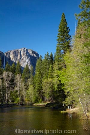 America;American;bluff;bluffs;brook;brooks;CA;California;calm;children;cliff;cliffs;creek;creeks;forest;forested;forests;gorge;gorges;hiking-path;hiking-paths;hiking-trail;hiking-trails;Merced-River;mountain;mountainous;mountains;national-park;national-parks;path;paths;pathway;pathways;people;person;placid;quiet;reflected;reflection;reflections;river;rivers;route;routes;serene;Sierra-Nevada;Sierra-Nevada-foothills;smooth;States;still;stream;streams;tourism;tourist;tourists;track;tracks;trail;trails;tramping-trail;tramping-trails;tranquil;tree;trees;U.S.A;UN-world-heritage-area;UN-world-heritage-site;UNESCO-World-Heritage-area;UNESCO-World-Heritage-Site;united-nations-world-heritage-area;united-nations-world-heritage-site;United-States;United-States-of-America;USA;valley;valleys;visitor;visitors;walking-path;walking-paths;walking-trail;walking-trails;walkway;walkways;water;West-Coast;West-United-States;West-US;West-USA;Western-United-States;Western-US;Western-USA;world-heritage;world-heritage-area;world-heritage-areas;World-Heritage-Park;World-Heritage-site;World-Heritage-Sites;Yosemite;Yosemite-Falls;Yosemite-N.P.;Yosemite-Nat-Pk;Yosemite-National-Park;Yosemite-NP;Yosemite-Point;Yosemite-Valley