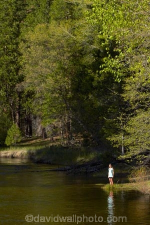 America;American;brook;brooks;CA;California;calm;children;creek;creeks;forest;forested;forests;hiking-path;hiking-paths;hiking-trail;hiking-trails;Merced-River;national-park;national-parks;path;paths;pathway;pathways;people;person;placid;quiet;reflected;reflection;reflections;river;rivers;route;routes;serene;Sierra-Nevada;Sierra-Nevada-foothills;smooth;States;still;stream;streams;tourism;tourist;tourists;track;tracks;trail;trails;tramping-trail;tramping-trails;tranquil;tree;trees;U.S.A;UN-world-heritage-area;UN-world-heritage-site;UNESCO-World-Heritage-area;UNESCO-World-Heritage-Site;united-nations-world-heritage-area;united-nations-world-heritage-site;United-States;United-States-of-America;USA;visitor;visitors;walking-path;walking-paths;walking-trail;walking-trails;walkway;walkways;water;West-Coast;West-United-States;West-US;West-USA;Western-United-States;Western-US;Western-USA;world-heritage;world-heritage-area;world-heritage-areas;World-Heritage-Park;World-Heritage-site;World-Heritage-Sites;Yosemite;Yosemite-N.P.;Yosemite-Nat-Pk;Yosemite-National-Park;Yosemite-NP;Yosemite-Valley