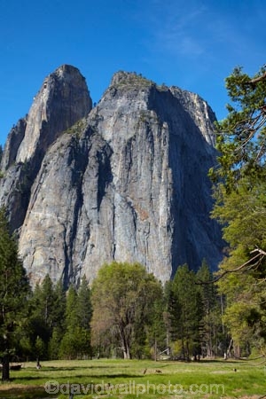 America;American;bluff;bluffs;CA;California;Cathedral-Rocks;cliff;cliffs;deer;doe;does;female;female-deer;females;field;fields;forest;forested;forests;grass;Higher-Cathedral-Rock;mammal;meadow;meadows;Middle-Cathedral-Rock;mountain;mountainous;mountains;Mule-deer;national-park;national-parks;Odocoileus-hemionus;paddock;paddocks;pasture;pastures;Sierra-Nevada;Sierra-Nevada-foothills;States;tree;trees;U.S.A;UN-world-heritage-area;UN-world-heritage-site;UNESCO-World-Heritage-area;UNESCO-World-Heritage-Site;united-nations-world-heritage-area;united-nations-world-heritage-site;United-States;United-States-of-America;USA;valley;valleys;West-Coast;West-United-States;West-US;West-USA;Western-United-States;Western-US;Western-USA;wildlife;world-heritage;world-heritage-area;world-heritage-areas;World-Heritage-Park;World-Heritage-site;World-Heritage-Sites;Yosemite;Yosemite-N.P.;Yosemite-Nat-Pk;Yosemite-National-Park;Yosemite-NP;Yosemite-Valley