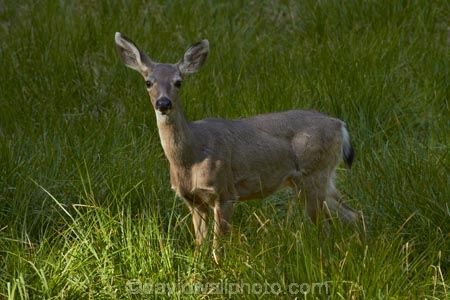 America;American;CA;California;deer;doe;does;female;female-deer;females;field;fields;grass;mammal;meadow;meadows;Mule-deer;national-park;national-parks;Odocoileus-hemionus;paddock;paddocks;pasture;pastures;Sierra-Nevada;Sierra-Nevada-foothills;States;U.S.A;UN-world-heritage-area;UN-world-heritage-site;UNESCO-World-Heritage-area;UNESCO-World-Heritage-Site;united-nations-world-heritage-area;united-nations-world-heritage-site;United-States;United-States-of-America;USA;West-Coast;West-United-States;West-US;West-USA;Western-United-States;Western-US;Western-USA;wildlife;world-heritage;world-heritage-area;world-heritage-areas;World-Heritage-Park;World-Heritage-site;World-Heritage-Sites;Yosemite;Yosemite-N.P.;Yosemite-Nat-Pk;Yosemite-National-Park;Yosemite-NP;Yosemite-Valley