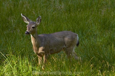 America;American;CA;California;deer;doe;does;female;female-deer;females;field;fields;grass;mammal;meadow;meadows;Mule-deer;national-park;national-parks;Odocoileus-hemionus;paddock;paddocks;pasture;pastures;Sierra-Nevada;Sierra-Nevada-foothills;States;U.S.A;UN-world-heritage-area;UN-world-heritage-site;UNESCO-World-Heritage-area;UNESCO-World-Heritage-Site;united-nations-world-heritage-area;united-nations-world-heritage-site;United-States;United-States-of-America;USA;West-Coast;West-United-States;West-US;West-USA;Western-United-States;Western-US;Western-USA;wildlife;world-heritage;world-heritage-area;world-heritage-areas;World-Heritage-Park;World-Heritage-site;World-Heritage-Sites;Yosemite;Yosemite-N.P.;Yosemite-Nat-Pk;Yosemite-National-Park;Yosemite-NP;Yosemite-Valley