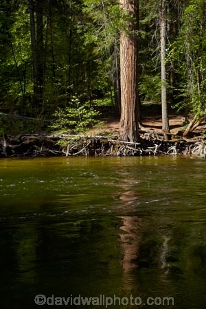 America;American;brook;brooks;CA;California;calm;creek;creeks;forest;forested;forests;Merced-River;national-park;national-parks;placid;quiet;reflected;reflection;reflections;river;rivers;serene;Sierra-Nevada;Sierra-Nevada-foothills;smooth;States;still;stream;streams;tranquil;tree;trees;U.S.A;UN-world-heritage-area;UN-world-heritage-site;UNESCO-World-Heritage-area;UNESCO-World-Heritage-Site;united-nations-world-heritage-area;united-nations-world-heritage-site;United-States;United-States-of-America;USA;water;West-Coast;West-United-States;West-US;West-USA;Western-United-States;Western-US;Western-USA;world-heritage;world-heritage-area;world-heritage-areas;World-Heritage-Park;World-Heritage-site;World-Heritage-Sites;Yosemite;Yosemite-N.P.;Yosemite-Nat-Pk;Yosemite-National-Park;Yosemite-NP;Yosemite-Valley