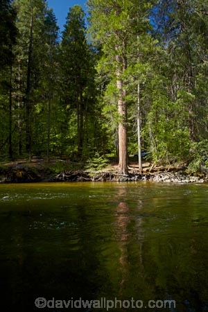 America;American;brook;brooks;CA;California;calm;creek;creeks;forest;forested;forests;Merced-River;national-park;national-parks;placid;quiet;reflected;reflection;reflections;river;rivers;serene;Sierra-Nevada;Sierra-Nevada-foothills;smooth;States;still;stream;streams;tranquil;tree;trees;U.S.A;UN-world-heritage-area;UN-world-heritage-site;UNESCO-World-Heritage-area;UNESCO-World-Heritage-Site;united-nations-world-heritage-area;united-nations-world-heritage-site;United-States;United-States-of-America;USA;water;West-Coast;West-United-States;West-US;West-USA;Western-United-States;Western-US;Western-USA;world-heritage;world-heritage-area;world-heritage-areas;World-Heritage-Park;World-Heritage-site;World-Heritage-Sites;Yosemite;Yosemite-N.P.;Yosemite-Nat-Pk;Yosemite-National-Park;Yosemite-NP;Yosemite-Valley