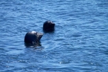 America;American;animal;animals;Big-Sur;CA;California;California-1;California-Central-Coast;California-State-Route-1;Central-Coast;coast;coastal;coastline;coastlines;coasts;elephant-seal;Elephant-seal-colony;elephant-seals;mammal;mammals;marine-mammal;marine-mammals;Mirounga-angustirostris;Northern-Elephant-Seal;ocean;oceans;Pacific;Pacific-Coast;Pacific-Coast-Highway;Pacific-Coast-Road;Pacific-Ocean;Piedras-Blancas;Piedras-Blancas-elephant-seal-rookery;Piedras-Blancas-rookery;Point-Piedras-Blancas;rookeries;rookery;San-Simeon;sea;seal;Seal-colony;Seal-rookery;seals;seas;shore;shoreline;shorelines;shores;States;The-Big-Sur;The-Central-Coast;U.S.A;United-States;United-States-of-America;USA;water;West-Coast;West-United-States;West-US;West-USA;Western-United-States;Western-US;Western-USA;wildlife
