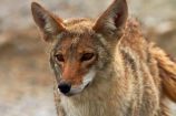 8370;america;american;American-jackal;American-jackals;badwater;Badwater-Basin;basin;brush-wolf;brush-wolves;CA;california;Canid;Canidae;Canids;canis;Canis-latrans;Carnivora;carnivore;carnivores;Close-up;Closeup;close_up;coyote;coyotes;death;Death-Valley;Death-Valley-N.P.;Death-Valley-National-Park;desert;Great-Basin;International-Biosphere-Reserve;latrans;Mammal;Mammals;mojave;Mojave-Desert;national;national-park;National-parks;omnivore;omnivores;park;Portrait;portraits;prairie-wolf;prairie-wolves;predator;predators;states;The-Great-Basin;U.S.A;United-States;United-States-of-America;usa;valley;west-coast;West-United-States;West-US;West-USA;Western-United-States;Western-US;Western-USA;wilderness-area;Wildlife