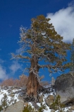 altitude;America;American;CA;California;Carson-Pass;Carson-Pass-Highway;Carson-Pass-summit;cold;conifer;conifers;Eldorado-National-Forest;forest;forests;Kit-Carson-Pass;mountain;mountain-range;mountain-ranges;mountains-range;Pacific-Crest-Trail;pass;passes;ranges;Sierra-Nevada;Sierra-Nevada-Mountain-Range;Sierra-Nevadas;snow;snow-capped;snow_capped;snowcapped;snowy;spring;spring-time;spring_time;SR-88;State-Route-88;States;summit;summits;tree;trees;U.S.A;United-States;United-States-of-America;USA;West-Coast;West-United-States;West-US;West-USA;Western-United-States;Western-US;Western-USA