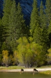 America;American;brook;brooks;CA;California;creek;creeks;deer;doe;does;female;female-deer;females;forest;forested;forests;mammal;Mirror-Lake;Mirror-Lake-Look-Trail;Mirror-Lake-Loop-Trail;Mirror-Lake-Trail;Mule-deer;national-park;national-parks;Odocoileus-hemionus;Sierra-Nevada;Sierra-Nevada-foothills;States;stream;streams;Tenaya-Canyon;Tenaya-Creek;Tenaya-River;Tenaya-Stream;tree;trees;U.S.A;UN-world-heritage-area;UN-world-heritage-site;UNESCO-World-Heritage-area;UNESCO-World-Heritage-Site;united-nations-world-heritage-area;united-nations-world-heritage-site;United-States;United-States-of-America;USA;water;West-Coast;West-United-States;West-US;West-USA;Western-United-States;Western-US;Western-USA;wildlife;world-heritage;world-heritage-area;world-heritage-areas;World-Heritage-Park;World-Heritage-site;World-Heritage-Sites;Yosemite;Yosemite-N.P.;Yosemite-Nat-Pk;Yosemite-National-Park;Yosemite-NP;Yosemite-Valley