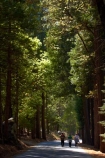 America;American;CA;California;forest;forested;forests;hiking-path;hiking-paths;hiking-trail;hiking-trails;Mirror-Lake-Look-Trail;Mirror-Lake-Loop-Trail;Mirror-Lake-Trail;national-park;national-parks;path;paths;pathway;pathways;people;person;route;routes;Sierra-Nevada;Sierra-Nevada-foothills;States;Tenaya-Canyon;tourism;tourist;tourists;track;tracks;trail;trails;tramping-trail;tramping-trails;tree;trees;U.S.A;UN-world-heritage-area;UN-world-heritage-site;UNESCO-World-Heritage-area;UNESCO-World-Heritage-Site;united-nations-world-heritage-area;united-nations-world-heritage-site;United-States;United-States-of-America;USA;visitor;visitors;walking-path;walking-paths;walking-trail;walking-trails;walkway;walkways;West-Coast;West-United-States;West-US;West-USA;Western-United-States;Western-US;Western-USA;world-heritage;world-heritage-area;world-heritage-areas;World-Heritage-Park;World-Heritage-site;World-Heritage-Sites;Yosemite;Yosemite-N.P.;Yosemite-Nat-Pk;Yosemite-National-Park;Yosemite-NP;Yosemite-Valley