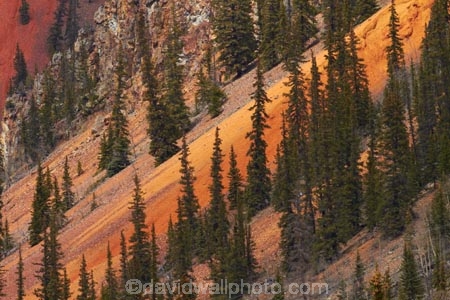 America;American-Southwest;Anvil-Mountai;Anvil-Mt;Anvil-Mtn;brown,-red-and-yellow-iron-oxide-colors;CO;Colorado;Colorado-Plateau;Colorado-Plateau-Province;Colorado-Scenic-and-Historic-Byway-System;conifer;conifers;forest;forests;iron-ore-rock;iron-ore-rocks;iron-oxide;Million-Dollar-Highway;Mount-Anvil;Mt-Anvil;reddish;Rocky-Mountains;San-Juan-County;San-Juan-Mountains;San-Juan-Skyway;San-Juan-Skyway-Scenic-Byway;Silverton;South-west-United-States;South-west-US;South-west-USA;South-western-United-States;South-western-US;South-western-USA;Southwest-United-States;Southwest-US;Southwest-USA;Southwestern-United-States;Southwestern-US;Southwestern-USA;States;the-Southwest;tree;trees;U.S.-Highway-550;U.S.A;United-States;United-States-of-America;US-550;USA;wood;woods
