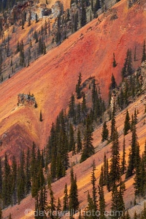 America;American-Southwest;Anvil-Mountai;Anvil-Mt;Anvil-Mtn;brown,-red-and-yellow-iron-oxide-colors;CO;Colorado;Colorado-Plateau;Colorado-Plateau-Province;Colorado-Scenic-and-Historic-Byway-System;conifer;conifers;forest;forests;iron-ore-rock;iron-ore-rocks;iron-oxide;Million-Dollar-Highway;Mount-Anvil;Mt-Anvil;reddish;Rocky-Mountains;San-Juan-County;San-Juan-Mountains;San-Juan-Skyway;San-Juan-Skyway-Scenic-Byway;Silverton;South-west-United-States;South-west-US;South-west-USA;South-western-United-States;South-western-US;South-western-USA;Southwest-United-States;Southwest-US;Southwest-USA;Southwestern-United-States;Southwestern-US;Southwestern-USA;States;the-Southwest;tree;trees;U.S.-Highway-550;U.S.A;United-States;United-States-of-America;US-550;USA;wood;woods