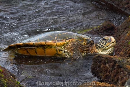 America;American;black-sea-turtle;Chelonia-mydas;Cheloniidae;coast;coastal;coastline;coastlines;coasts;green-sea-turtle;green-sea-turtles;green-turtle;Hawaii;Hawaiian-green-turtle;Hawaiian-green-turtles;Hawaiian-Islands;HI;Island-of-Oahu;Laniakea-Beach;North-Shore;North-Shore-Oahu;Oahu;Oahu;Oahu-Island;ocean;oceans;Pacific;Pacific-green-turtle;sea;sea-turtle;seas;shore;shoreline;shorelines;shores;State-of-Hawaii;States;turtle;Turtle-Beach;turtles;U.S.A;United-States;United-States-of-America;USA;water