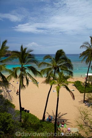 America;American;beach;beaches;coast;coastal;coastline;coastlines;Hanauma;Hanauma-Bay;Hanauma-Bay-Beach;Hanauma-Bay-Nature-Preserve;Hanauma-Bay-Nature-Reserve;Hanauma-Bay-State-Park;Hanauma-Beach;Hanauma-Crater;Hawaii;Hawaiian-Islands;HI;Island-of-Oahu;leisure;Oahu;Oahu;Oahu-Island;Outdoor;Outdoors;Outside;Pacific;palm;palm-tree;palm-trees;palms;people;Person;Persons;Recreation;sand;sandy;State-of-Hawaii;States;tourisim;tourism;tourist;tourists;tropical-beach;tropical-beaches;tropical-island;tropical-islands;U.S.A;United-States;United-States-of-America;USA;visitor;volcanic-crater