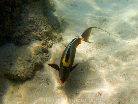 America;American;barcheek-unicornfish;barcheek-unicornfishes;clown-tang;clown-tanges;coral-reef;coral-reefs;corals;dive-site;dive-sites;diving;ecosystem;environment;family-Acanthuridae;fish;fishes;Hanauma;Hanauma-Bay;Hanauma-Bay-Nature-Preserve;Hanauma-Bay-Nature-Reserve;Hanauma-Bay-State-Park;Hanauma-Crater;Hawaii;Hawaiian-Islands;HI;Island-of-Oahu;marine;marine-environment;marine-life;marinelife;masked-unicornfish;masked-unicornfishes;Naso-lituratus;naso-tang;naso-tangs;Oahu;Oahu;Oahu-Island;Ocean;oceanlife;Oceans;orange_spine-surgeonfish;orange_spine-surgeonfishes;orange_spine-unicornfish;orange_spine-unicornfishes;Pacific;Pacific-orange_spine-unicorn;Pacific-orange_spine-unicornes;poll-unicornfish;poll-unicornfishes;redlip-surgeonfish;redlip-surgeonfishes;reef;reefs;sea;sealife;seas;smooth_head-unicornfish;smooth_head-unicornfishes;snorkeling;snorkelling;species;State-of-Hawaii;States;striped-unicornfish;striped-unicornfishes;tang;tangs;tropical-island;tropical-islands;tropical-reef;tropical-reefs;U.S.A;under-water;under_water;undersea;underwater;underwater-photo;underwater-photography;underwater-photos;unicornfish;unicornfishes;United-States;United-States-of-America;USA