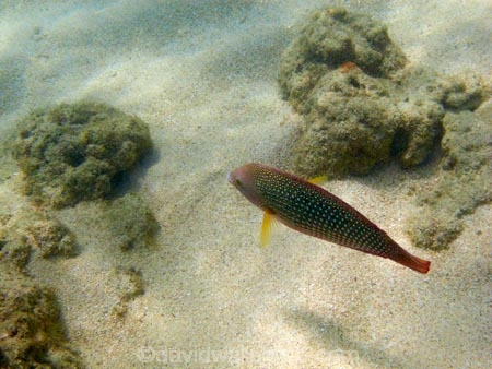 America;American;Anampses-cuvier;coral-reef;coral-reefs;corals;dive-site;dive-sites;diving;ecosystem;environment;fish;fishes;Hanauma;Hanauma-Bay;Hanauma-Bay-Nature-Preserve;Hanauma-Bay-Nature-Reserve;Hanauma-Bay-State-Park;Hanauma-Crater;Hawaii;Hawaiian-Islands;HI;Island-of-Oahu;marine;marine-environment;marine-life;marinelife;Oahu;Oahu;Oahu-Island;Ocean;oceanlife;Oceans;Pacific;Pearl-Wrasse;Pearl-Wrasses;reef;reefs;sea;sealife;seas;snorkeling;snorkelling;State-of-Hawaii;States;tropical-island;tropical-islands;tropical-reef;tropical-reefs;U.S.A;under-water;under_water;undersea;underwater;underwater-photo;underwater-photography;underwater-photos;United-States;United-States-of-America;USA
