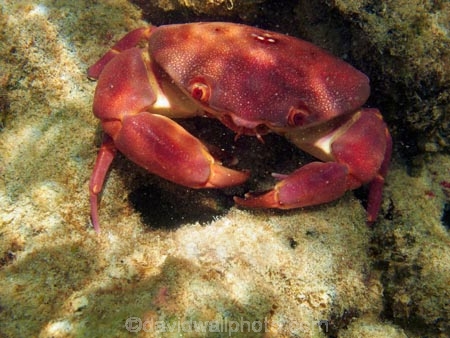 America;American;Carpilius-convexus;Convex-Crab;Convex-Crabs;coral-reef;coral-reefs;corals;crab;crabs;dive-site;dive-sites;diving;ecosystem;environment;Hanauma;Hanauma-Bay;Hanauma-Bay-Nature-Preserve;Hanauma-Bay-Nature-Reserve;Hanauma-Bay-State-Park;Hanauma-Crater;Hawaii;Hawaiian-Islands;HI;invertibrate;invertibrates;Island-of-Oahu;marine;marine-environment;marine-life;marinelife;Oahu;Oahu;Oahu-Island;Ocean;oceanlife;Oceans;Pacific;red-crab;red-crabs;reef;reefs;sea;sealife;seas;snorkeling;snorkelling;State-of-Hawaii;States;tropical-island;tropical-islands;tropical-reef;tropical-reefs;U.S.A;under-water;under_water;undersea;underwater;underwater-photo;underwater-photography;underwater-photos;United-States;United-States-of-America;USA