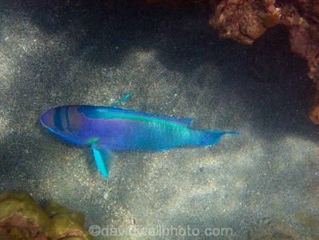 America;American;bright-blue;Chlorurus-perspicillatus;colorful;colourful;coral-reef;coral-reefs;corals;dive-site;dive-sites;diving;ecosystem;environment;fish;fishes;green;Hanauma;Hanauma-Bay;Hanauma-Bay-Nature-Preserve;Hanauma-Bay-Nature-Reserve;Hanauma-Bay-State-Park;Hanauma-Crater;Hawaii;Hawaiian-Islands;HI;Island-of-Oahu;marine;marine-environment;marine-life;marinelife;Oahu;Oahu;Oahu-Island;Ocean;oceanlife;Oceans;Pacific;Parrotfish;Parrotfished;reef;reefs;sea;sealife;seas;snorkeling;snorkelling;Spectacled-Parrotfish;Spectacled-Parrotfished;State-of-Hawaii;States;tropical-island;tropical-islands;tropical-reef;tropical-reefs;U.S.A;under-water;under_water;undersea;underwater;underwater-photo;underwater-photography;underwater-photos;United-States;United-States-of-America;USA