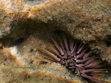 America;American;coral-reef;coral-reefs;corals;dive-site;dive-sites;diving;ecosystem;environment;Hanauma;Hanauma-Bay;Hanauma-Bay-Nature-Preserve;Hanauma-Bay-Nature-Reserve;Hanauma-Bay-State-Park;Hanauma-Crater;Hawaii;Hawaiian-Islands;HI;invertibrate;invertibrates;Island-of-Oahu;marine;marine-environment;marine-life;marinelife;Oahu;Oahu;Oahu-Island;Ocean;oceanlife;Oceans;Pacific;reef;reefs;sea;sea-urchin;sea-urchins;sealife;seas;snorkeling;snorkelling;State-of-Hawaii;States;tropical-island;tropical-islands;tropical-reef;tropical-reefs;U.S.A;under-water;under_water;undersea;underwater;underwater-photo;underwater-photography;underwater-photos;United-States;United-States-of-America;USA