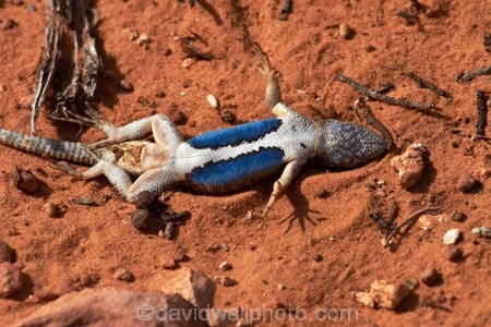America;American-Southwest;Arches-N.P.;Arches-National-Park;Arches-NP;blue-bellies;blue-belly;Blue-underside;blue-undersides;common-sagebrush-lizard;Devils-Garden;Devils-Garden;Moab;national-park;national-parks;sagebrush-lizard;sagebrush-lizards;Sceloporus-graciosus;Sceloporus-graciosus-graciosus;South-west-United-States;South-west-US;South-west-USA;South-western-United-States;South-western-US;South-western-USA;Southwest-United-States;Southwest-US;Southwest-USA;Southwestern-United-States;Southwestern-US;Southwestern-USA;States;the-Southwest;U.S.A;United-States;United-States-of-America;US-National-Park;US-National-Parks;USA;UT;Utah