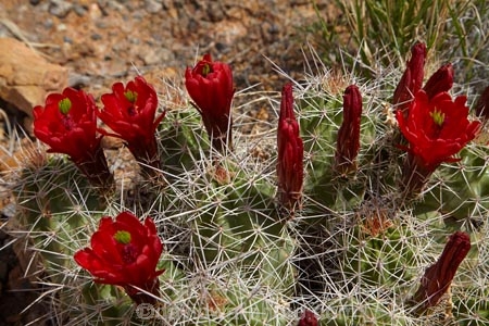 America;American-Southwest;Arches-N.P.;Arches-National-Park;Arches-NP;cacti;cactus;cactus-flower;cactus-flowers;Claret-Cup;Claretcup;desert-flower;desert-flowers;desert-wildflower;desert-wildflowers;Echinocereus-triglochidiatus;hedgehog-cactus;Kingcup-cactus;Moab;Mojave-mound-cactus;national-park;national-parks;red-flower;red-flowers;South-west-United-States;South-west-US;South-west-USA;South-western-United-States;South-western-US;South-western-USA;Southwest-United-States;Southwest-US;Southwest-USA;Southwestern-United-States;Southwestern-US;Southwestern-USA;States;the-Southwest;U.S.A;United-States;United-States-of-America;US-National-Park;US-National-Parks;USA;UT;Utah;wildflower;wildflowers