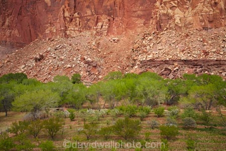 America;American-Southwest;bluff;bluffs;Capitol-Reef-National-Park;cliff;cliffs;crop;crops;deciduous;farm;farming;farmland;farms;field;fruit;fruit-tree;fruit-trees;Fruita;heritage;historic;historic-place;historic-places;historical;historical-place;historical-places;history;horticulture;leaf;leaves;national-park;national-parks;orchard;orchards;red-sandstone;rural;sandstone-cliff;sandstone-cliffs;South-west-United-States;South-west-US;South-west-USA;South-western-United-States;South-western-US;South-western-USA;Southwest-United-States;Southwest-US;Southwest-USA;Southwestern-United-States;Southwestern-US;Southwestern-USA;States;the-Southwest;tree;trees;U.S.A;United-States;United-States-of-America;USA;UT;Utah;Wayne-County