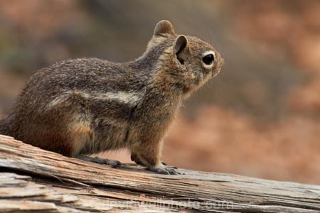 America;American-Southwest;animal;animals;Bryce-Amphitheater;Bryce-Canyon;Bryce-Canyon-N.P.;Bryce-Canyon-National-Park;Bryce-Canyon-NP;Callospermophilus-lateralis;Golden-mantled-ground-squirrel;Golden_mantled-ground-squirrel;ground-squirrel;ground-squirrels;mammal;mammals;national-park;national-parks;Paunsaugunt-Plateau;South-west-United-States;South-west-US;South-west-USA;South-western-United-States;South-western-US;South-western-USA;Southwest-United-States;Southwest-US;Southwest-USA;Southwestern-United-States;Southwestern-US;Southwestern-USA;squirrel;squirrels;States;stripe;striped;the-Southwest;U.S.A;United-States;United-States-of-America;USA;UT;Utah;wildlife