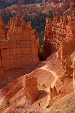 America;American-Southwest;badland;badlands;Bryce-Amphitheater;Bryce-Amphitheatre;Bryce-Canyon;Bryce-Canyon-N.P.;Bryce-Canyon-National-Park;Bryce-Canyon-NP;clay;column;columns;earth-pyramid;earth-pyramids;eroded;erosion;fairy-chimney;fairy-chimneys;formation;formations;geological;geology;hiker;hikers;hiking-path;hiking-paths;hiking-track;hiking-tracks;hiking-trail;hiking-trails;hoodoo;hoodoos;layer;layers;lookout;lookouts;national-park;national-parks;natural-geological-formation;natural-geological-formations;natural-tower;natural-towers;Navajo-Loop;Navajo-Loop-path;Navajo-Loop-track;Navajo-Loop-trail;Navajo-Loop-walk;Navajo-path;Navajo-track;Navajo-trail;Navajo-walk;North-America;overlook;path;paths;pathway;pathways;Paunsaugunt-Plateau;people;person;pillar;pillars;pinnacle;pinnacles;rock;rock-chimney;rock-chimneys;rock-column;rock-columns;rock-formation;rock-formations;rock-pillar;rock-pillars;rock-pinnacle;rock-pinnacles;rock-spire;rock-spires;rock-tower;rock-towers;rocks;route;routes;Sandstone;South-west-United-States;South-west-US;South-west-USA;South-western-United-States;South-western-US;South-western-USA;Southwest-United-States;Southwest-US;Southwest-USA;Southwestern-United-States;Southwestern-US;Southwestern-USA;States;stone;tent-rock;tent-rocks;the-Southwest;tourism;tourist;tourists;track;tracks;trail;trails;tramping-track;tramping-tracks;tramping-trail;tramping-trails;U.S.A;United-States;United-States-of-America;unusual-natural-feature;unusual-natural-features;unusual-natural-formation;unusual-natural-formations;USA;UT;Utah;view;viewpoint;viewpoints;views;walker;walkers;walking-path;walking-paths;walking-track;walking-tracks;walking-trail;walking-trails;walkway;walkways;weathered;weathering;wilderness;wilderness-area;wilderness-areas