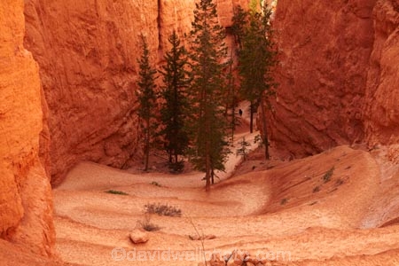 America;American-Southwest;bluff;bluffs;Bryce-Amphitheater;Bryce-Amphitheatre;Bryce-Canyon;Bryce-Canyon-N.P.;Bryce-Canyon-National-Park;Bryce-Canyon-NP;canyon;canyons;cliff;cliffs;hairpin-bend;hairpin-bends;hairpin-corner;hairpin-corners;hiker;hikers;hiking-path;hiking-paths;hiking-track;hiking-tracks;hiking-trail;hiking-trails;national-park;national-parks;Navajo-Loop;Navajo-Loop-path;Navajo-Loop-track;Navajo-Loop-trail;Navajo-Loop-walk;Navajo-path;Navajo-track;Navajo-trail;Navajo-walk;path;paths;pathway;pathways;Paunsaugunt-Plateau;people;person;route;routes;South-west-United-States;South-west-US;South-west-USA;South-western-United-States;South-western-US;South-western-USA;Southwest-United-States;Southwest-US;Southwest-USA;Southwestern-United-States;Southwestern-US;Southwestern-USA;States;steep;switchback;switchback-track;switchback-tracks;switchbacks;the-Southwest;tourism;tourist;tourists;track;tracks;trail;trails;tramping-track;tramping-tracks;tramping-trail;tramping-trails;U.S.A;United-States;United-States-of-America;USA;UT;Utah;walker;walkers;walking-path;walking-paths;walking-track;walking-tracks;walking-trail;walking-trails;walkway;walkways;zig-zag;zig-zag-trail;zig-zag-trails;zig-zags;zig_zag;zig_zag-path;zig_zags;zigzag;zigzag-track;zigzags