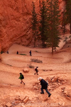 America;American-Southwest;bluff;bluffs;Bryce-Amphitheater;Bryce-Amphitheatre;Bryce-Canyon;Bryce-Canyon-N.P.;Bryce-Canyon-National-Park;Bryce-Canyon-NP;canyon;canyons;cliff;cliffs;hairpin-bend;hairpin-bends;hairpin-corner;hairpin-corners;hiker;hikers;hiking-path;hiking-paths;hiking-track;hiking-tracks;hiking-trail;hiking-trails;national-park;national-parks;Navajo-Loop;Navajo-Loop-path;Navajo-Loop-track;Navajo-Loop-trail;Navajo-Loop-walk;Navajo-path;Navajo-track;Navajo-trail;Navajo-walk;path;paths;pathway;pathways;Paunsaugunt-Plateau;people;person;route;routes;South-west-United-States;South-west-US;South-west-USA;South-western-United-States;South-western-US;South-western-USA;Southwest-United-States;Southwest-US;Southwest-USA;Southwestern-United-States;Southwestern-US;Southwestern-USA;States;steep;switchback;switchback-track;switchback-tracks;switchbacks;the-Southwest;tourism;tourist;tourists;track;tracks;trail;trails;tramping-track;tramping-tracks;tramping-trail;tramping-trails;U.S.A;United-States;United-States-of-America;USA;UT;Utah;walker;walkers;walking-path;walking-paths;walking-track;walking-tracks;walking-trail;walking-trails;walkway;walkways;zig-zag;zig-zag-trail;zig-zag-trails;zig-zags;zig_zag;zig_zag-path;zig_zags;zigzag;zigzag-track;zigzags
