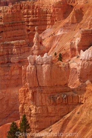 America;American-Southwest;badland;badlands;Bryce-Amphitheater;Bryce-Amphitheatre;Bryce-Canyon;Bryce-Canyon-N.P.;Bryce-Canyon-National-Park;Bryce-Canyon-NP;clay;column;columns;earth-pyramid;earth-pyramids;eroded;erosion;fairy-chimney;fairy-chimneys;formation;formations;geological;geology;hiker;hikers;hiking-path;hiking-paths;hiking-track;hiking-tracks;hiking-trail;hiking-trails;hoodoo;hoodoos;layer;layers;national-park;national-parks;natural-geological-formation;natural-geological-formations;natural-tower;natural-towers;Navajo-Loop;Navajo-Loop-path;Navajo-Loop-track;Navajo-Loop-trail;Navajo-Loop-walk;Navajo-path;Navajo-track;Navajo-trail;Navajo-walk;North-America;path;paths;pathway;pathways;Paunsaugunt-Plateau;people;person;pillar;pillars;pinnacle;pinnacles;rock;rock-chimney;rock-chimneys;rock-column;rock-columns;rock-formation;rock-formations;rock-pillar;rock-pillars;rock-pinnacle;rock-pinnacles;rock-spire;rock-spires;rock-tower;rock-towers;rocks;route;routes;Sandstone;South-west-United-States;South-west-US;South-west-USA;South-western-United-States;South-western-US;South-western-USA;Southwest-United-States;Southwest-US;Southwest-USA;Southwestern-United-States;Southwestern-US;Southwestern-USA;States;stone;tent-rock;tent-rocks;the-Southwest;tourism;tourist;tourists;track;tracks;trail;trails;tramping-track;tramping-tracks;tramping-trail;tramping-trails;U.S.A;United-States;United-States-of-America;unusual-natural-feature;unusual-natural-features;unusual-natural-formation;unusual-natural-formations;USA;UT;Utah;walker;walkers;walking-path;walking-paths;walking-track;walking-tracks;walking-trail;walking-trails;walkway;walkways;weathered;weathering;wilderness;wilderness-area;wilderness-areas
