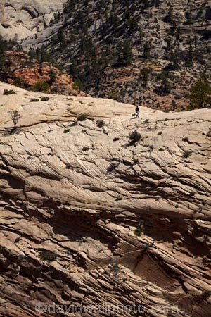 America;American-Southwest;bluff;bluffs;cliff;cliffs;geological;geology;hiker;hikers;hiking-path;hiking-paths;hiking-track;hiking-tracks;hiking-trail;hiking-trails;national-parks;natural-geological-formation;natural-geological-formations;path;paths;pathway;pathways;people;person;rock;rock-formation;rock-formations;rocks;route;routes;Sandstone;slickrock;South-west-United-States;South-west-US;South-west-USA;South-western-United-States;South-western-US;South-western-USA;Southwest-United-States;Southwest-US;Southwest-USA;Southwestern-United-States;Southwestern-US;Southwestern-USA;States;stone;the-Southwest;tourism;tourist;tourists;track;tracks;trail;trails;tramping-track;tramping-tracks;tramping-trail;tramping-trails;U.S.A;United-States;United-States-of-America;unusual-natural-feature;unusual-natural-features;unusual-natural-formation;unusual-natural-formations;USA;UT;Utah;walker;walkers;walking-path;walking-paths;walking-track;walking-tracks;walking-trail;walking-trails;walkway;walkways;West-Rim-Track;West-Rim-Trail;wilderness;wilderness-area;wilderness-areas;Zion;Zion-N.P.;Zion-National-Park;Zion-NP