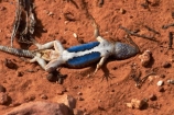 America;American-Southwest;Arches-N.P.;Arches-National-Park;Arches-NP;blue-bellies;blue-belly;Blue-underside;blue-undersides;common-sagebrush-lizard;Devils-Garden;Devils-Garden;Moab;national-park;national-parks;sagebrush-lizard;sagebrush-lizards;Sceloporus-graciosus;Sceloporus-graciosus-graciosus;South-west-United-States;South-west-US;South-west-USA;South-western-United-States;South-western-US;South-western-USA;Southwest-United-States;Southwest-US;Southwest-USA;Southwestern-United-States;Southwestern-US;Southwestern-USA;States;the-Southwest;U.S.A;United-States;United-States-of-America;US-National-Park;US-National-Parks;USA;UT;Utah