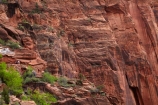 America;American-Southwest;Angels-Landing;Angels-Landing-track;Angels-Landing-trail;Angel’s-Landing;Angel’s-Landing-track;Angel’s-Landing-trail;bluff;bluffs;canyon;canyons;cliff;cliffs;hiker;hikers;hiking-path;hiking-paths;hiking-track;hiking-tracks;hiking-trail;hiking-trails;national-parks;path;paths;pathway;pathways;people;person;route;routes;South-west-United-States;South-west-US;South-west-USA;South-western-United-States;South-western-US;South-western-USA;Southwest-United-States;Southwest-US;Southwest-USA;Southwestern-United-States;Southwestern-US;Southwestern-USA;States;the-Southwest;tourism;tourist;tourists;track;tracks;trail;trails;tramping-track;tramping-tracks;tramping-trail;tramping-trails;U.S.A;United-States;United-States-of-America;USA;UT;Utah;walker;walkers;walking-path;walking-paths;walking-track;walking-tracks;walking-trail;walking-trails;walkway;walkways;West-Rim-Track;West-Rim-Trail;Zion;Zion-Canyon;Zion-N.P.;Zion-National-Park;Zion-NP