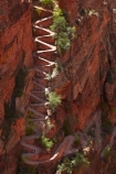 America;American-Southwest;Angels-Landing;Angels-Landing-track;Angels-Landing-trail;Angel’s-Landing;Angel’s-Landing-track;Angel’s-Landing-trail;bluff;bluffs;cliff;cliffs;hairpin-bend;hairpin-bends;hairpin-corner;hairpin-corners;hiker;hikers;hiking-path;hiking-paths;hiking-track;hiking-tracks;hiking-trail;hiking-trails;national-park;national-parks;path;paths;pathway;pathways;people;person;Refrigerator-Canyon;route;routes;South-west-United-States;South-west-US;South-west-USA;South-western-United-States;South-western-US;South-western-USA;Southwest-United-States;Southwest-US;Southwest-USA;Southwestern-United-States;Southwestern-US;Southwestern-USA;States;steep;switchback;switchback-track;switchback-tracks;switchbacks;the-Southwest;tourism;tourist;tourists;track;tracks;trail;trails;tramping-track;tramping-tracks;tramping-trail;tramping-trails;U.S.A;United-States;United-States-of-America;USA;UT;Utah;walker;walkers;walking-path;walking-paths;walking-track;walking-tracks;walking-trail;walking-trails;walkway;walkways;Walters-Wiggles;Walters-Wiggles-zigzag;Walters-Wiggles;Walters-Wiggles-zigzag;West-Rim-Track;West-Rim-Trail;zig-zag;zig-zag-trail;zig-zag-trails;zig-zags;zig_zag-path;zig_zag-paths;zig_zags;zigzag-track;zigzag-tracks;zigzags;Zion;Zion-N.P.;Zion-National-Park;Zion-NP